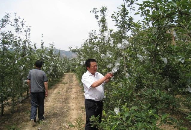 【J9认证科技】 苹果主干树形八项控冠技术之二