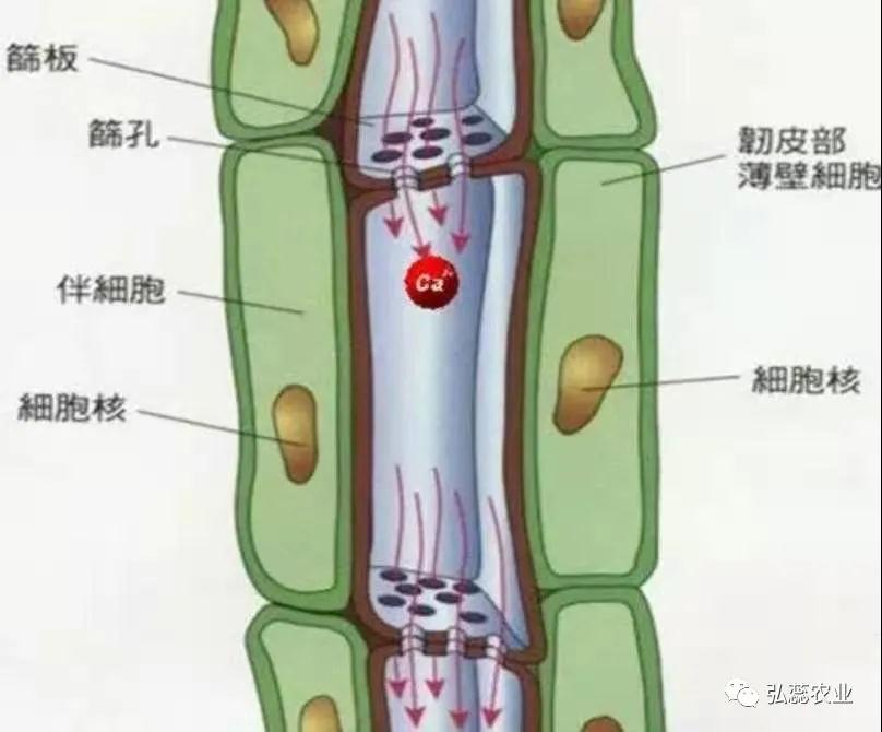 【J9认证科技】果 树 的 枝 干