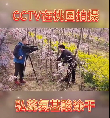 中新视频在拍摄弘蕊氨基酸涂干