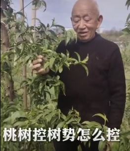 桃树控树势怎么控