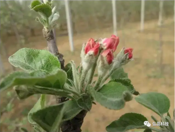 开花前后该不该浇水，应该怎么浇?