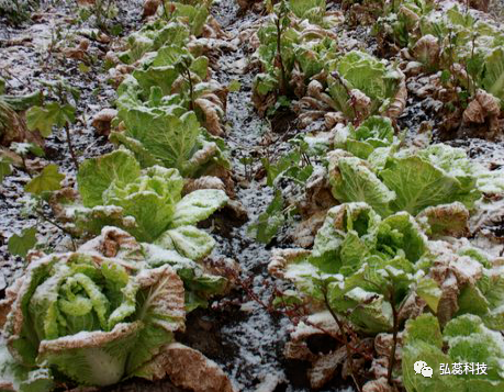 多地突降大雪，气温骤降，雪后应该怎么办？