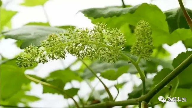 花序管不好将严重降低坐果率！这样管才是克服大小年的关键