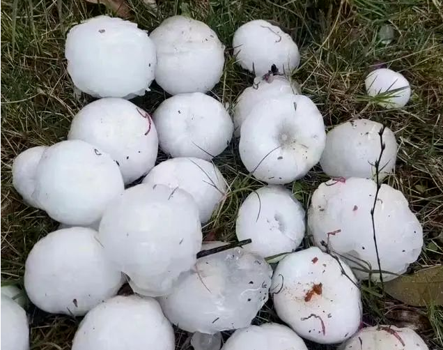 降温会很猛！还有暴雨、冰雹、大风……菜农加强防范！