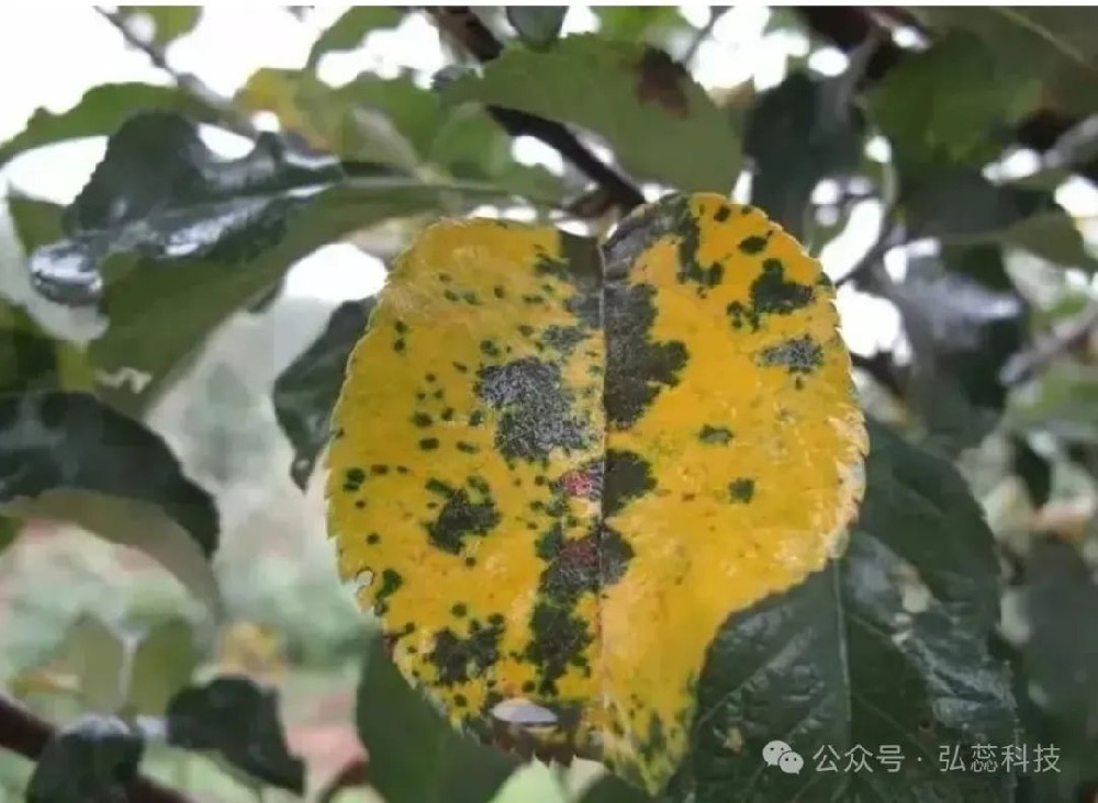 苹果落叶严重，用这几个配方喷几遍，能管一季不发生