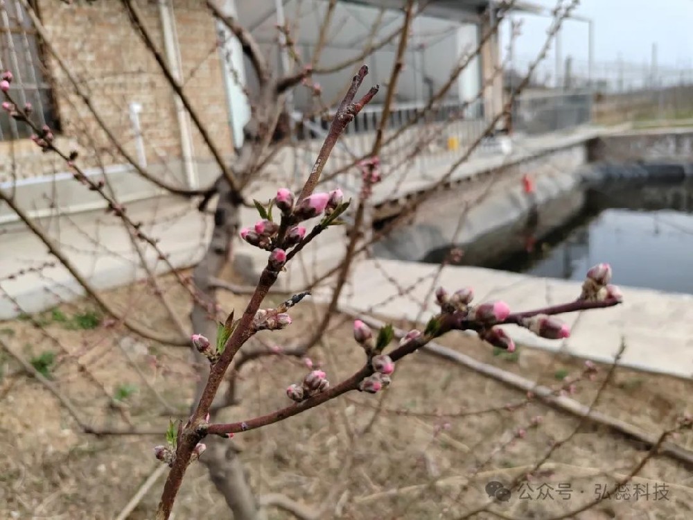 花前要追肥，产量才会高，追肥追不对，就是在浪费