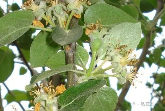 苹果树花后补钙很关键！