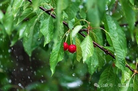 雨后高温，要注意病虫侵害