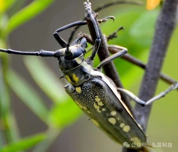 树干被掏空，原来是这种虫在作怪