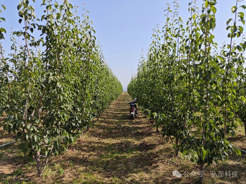 夏季是梨树生长关键期，管理要点来了