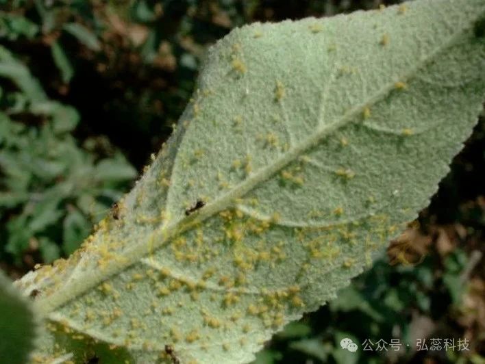 【技术要点】苹果套袋后用药指南