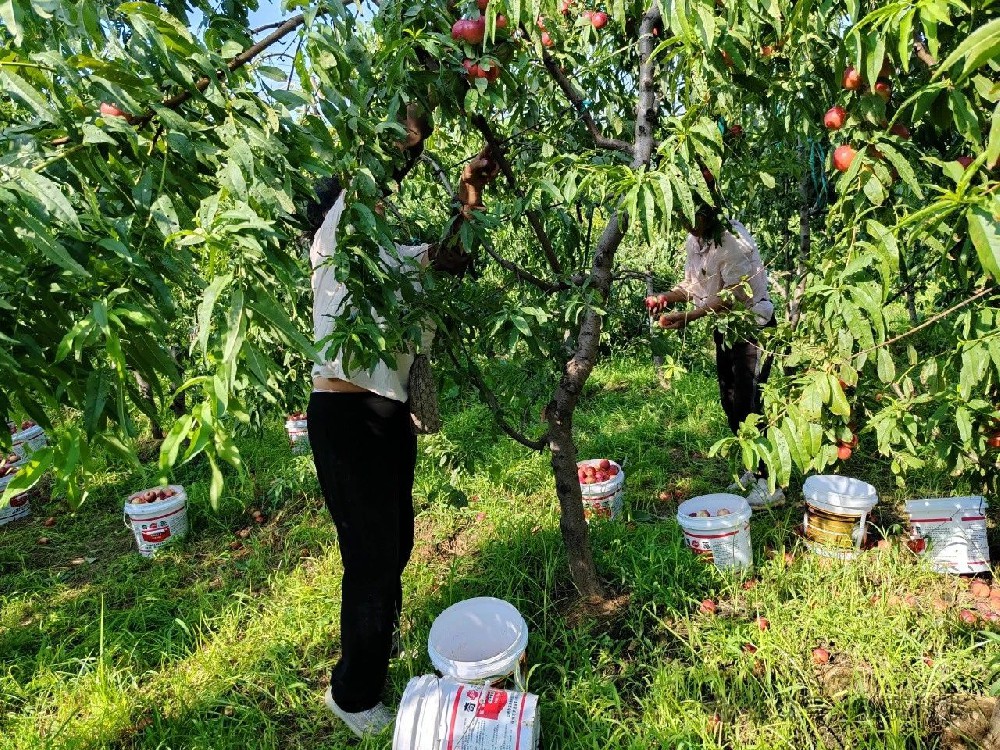 露蝉声渐咽，秋日景初微——处暑节气与瓜果农事